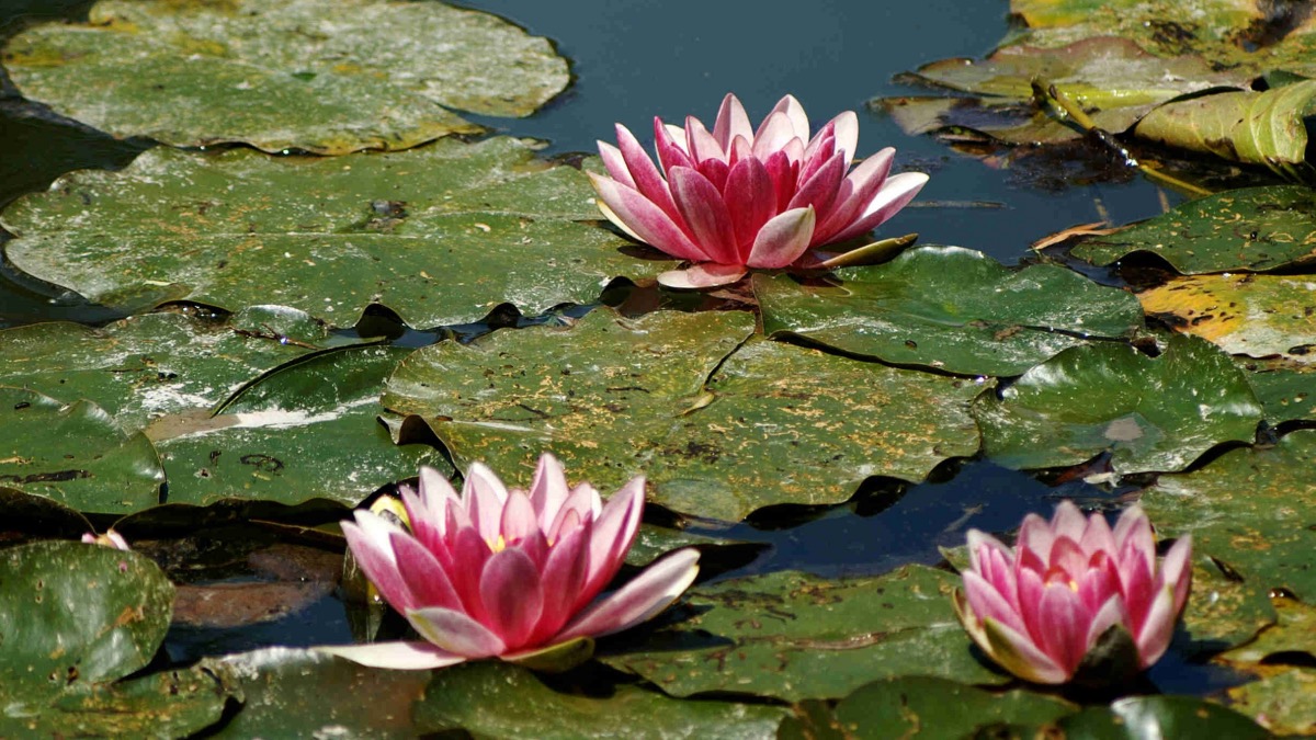 water lilies | water pond | giverny | france | claude monet | monet | water lilies | art | impressionists | impressionism | bwd vacations