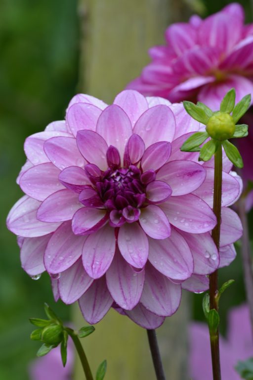 giverny | france | claude monet | monet | flowers | art | impressionists | impressionism | bwd vacations