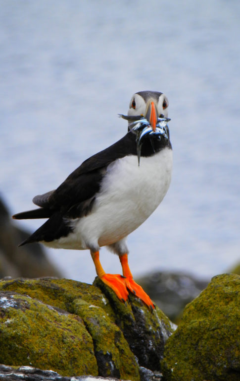 nordkapp | north cape | norway | puffins | Gjesvæstappan | midnight sun | travel | the man in the front seat | bwd vacations