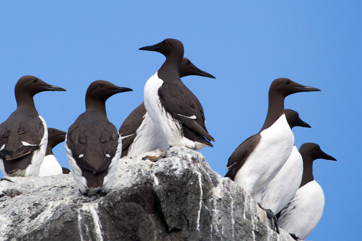 nordkapp | north cape | norway | razorbills | Gjesvæstappan | midnight sun | travel | the man in the front seat | bwd vacations